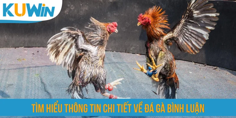 Tìm hiểu thông tin chi tiết về đá gà bình luận